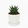 Zebra Haworthia Fasciata Big Band Cactus Plant