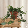 Hedera Helix English Ivy Evergreen Vines Plant