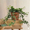 Hedera variegata Greens indoor plant