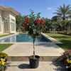 🌺 Hibiscus Red Twisted Trunk 1.3-1.5m