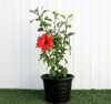 🌺 Hibiscus Rosa (Sinensis Red) | Dubai's Top China Rose Variety!