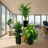 Home Decorator Plant Bundle in Ceramic Pot