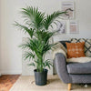 Howea forsteriana Kentia or Thatch Palm Plant