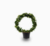 Hoya Carnosa Compacta Rope Porcelain Flower Plant 20-30cm