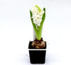 Hyacinth Spring Flowering Bulb Plant