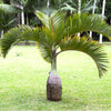 Bottle Palm - Hyophorbe Lagenicaulis (1.8 to 2.0m) | UAE Good Greens!