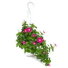 Vinca Hanging