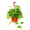 Money Plant Hanging (Small)