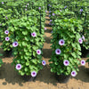 Railroad Vine - Railway Creeper (Ipomoea pes-caprae) | Dubai Gardens Glory!