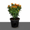 Red Ixora Chinensis (20-60cm) | Dubai's Vibrant Blooms!