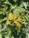 Ixora chinensis Yellow 25-50cm | Dubai Gardens Bright Beauty!