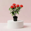 Ixora Coccinea Miniature 0.25-0.3m