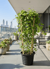 Sky Blue Cluster Vine - Jacquemontia Pentantha | Dubai's Lush Greens!