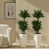Janet Craig Dracaena Fragrans Bundle in White ceramic pot (100-120cm)