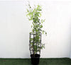 Jasmine Officinale 1.0m - Fragrant Beauty for Your Garden