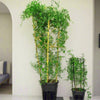 Jasmine Climber - Jasminum Grandiflora | Dubai Gardens Glory!