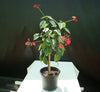 Peregrina - Spicy Jatropha (Jatropha Integerrima) | Dubai Gardens Glory!