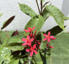 Jatropha Pandurifolia Hastata 0.8-1.0m | Dubai Garden Glory!