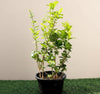 🌸 Labnani Jasmine - Dwarf Variety, 0.5-0.6m Height | Dubai's Favorite!