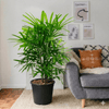 Lady Palm Houseplant (0.8-0.1m)