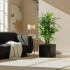 Lady Palm Rhapis Excelsa Indoor plant