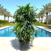 Lady Palm Rhapis Excelsa or Miniature Fan Palm (2.5-3.0m)