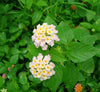 Lantana Camara "Pink" | Dubai's Best Floral Display!