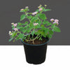 Pinkmound' Lantana Camara - West Indian Lantana (30-40cm) | UAE Top Plants!