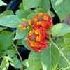 Lantana Camara - Red Sage (30-40cm) | UAE Gardens Pick!