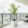 Large Coconut Palm Privacy Plant 2.0-2.5m- Enhance Your Space! pot size 50x50 white