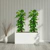 Large Money Plant (100-120cm) Pair in (90×40×30) GRP Planter