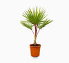 Red Latan Palm (Latania lontaroides) | UAE Good Greens!