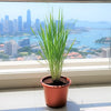 Lemon Grass / Citronella or Cymbopogon Citratus 40 - 60cm عشبة ليمون.