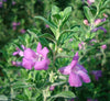 Texas Sage - Leucophyllum Frutescens | Dubai Gardens Purple Glory!