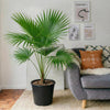 Livistona Palm (Chinese Fan Palm) | UAE's Top Plants!