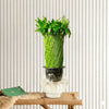 Lucky Bamboo Fishbowl (70cm)