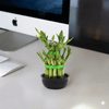 Lucky Bamboo Steps indoor Plant