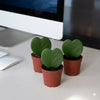 Lucky Heart Top Selling Mini Indoor Plant