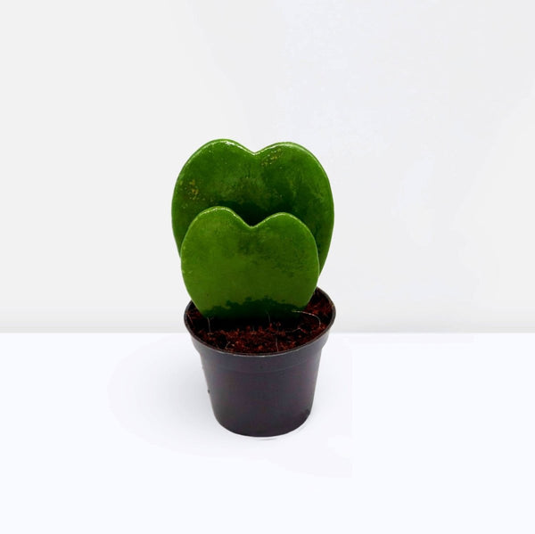 double heart succulent Sweetheart Double Hoya Kerrii Mini Plant