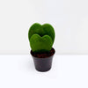 Sweetheart Double Hoya Kerrii Mini Plant