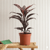 Mambo Cordyline Lucky Plant (25-30cm)
