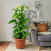 Marble Queen Indoor Money Plant