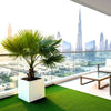 Mexican Fan Palm in Square Pot 40x40Washingtonia Robusta
