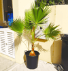 Mexican Fan Palm / Washingtonia Robusta Small  80 -100cm