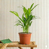 Mini Areca Palm Plant (30-40cm)