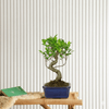 Mini Bonsai Plant with Bowl (40-50cm)