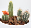 Mini Cactus Garden Lovers Gift Indoor Plant