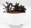 Evergreen Mini Plant Gift Set for Lovers