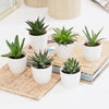 Mini Haworthia succulent Plant (4-6cm)