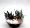 Zebra Succulent Mini Plant in Clear Pot